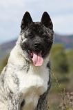 AKITA AMERICAIN 381